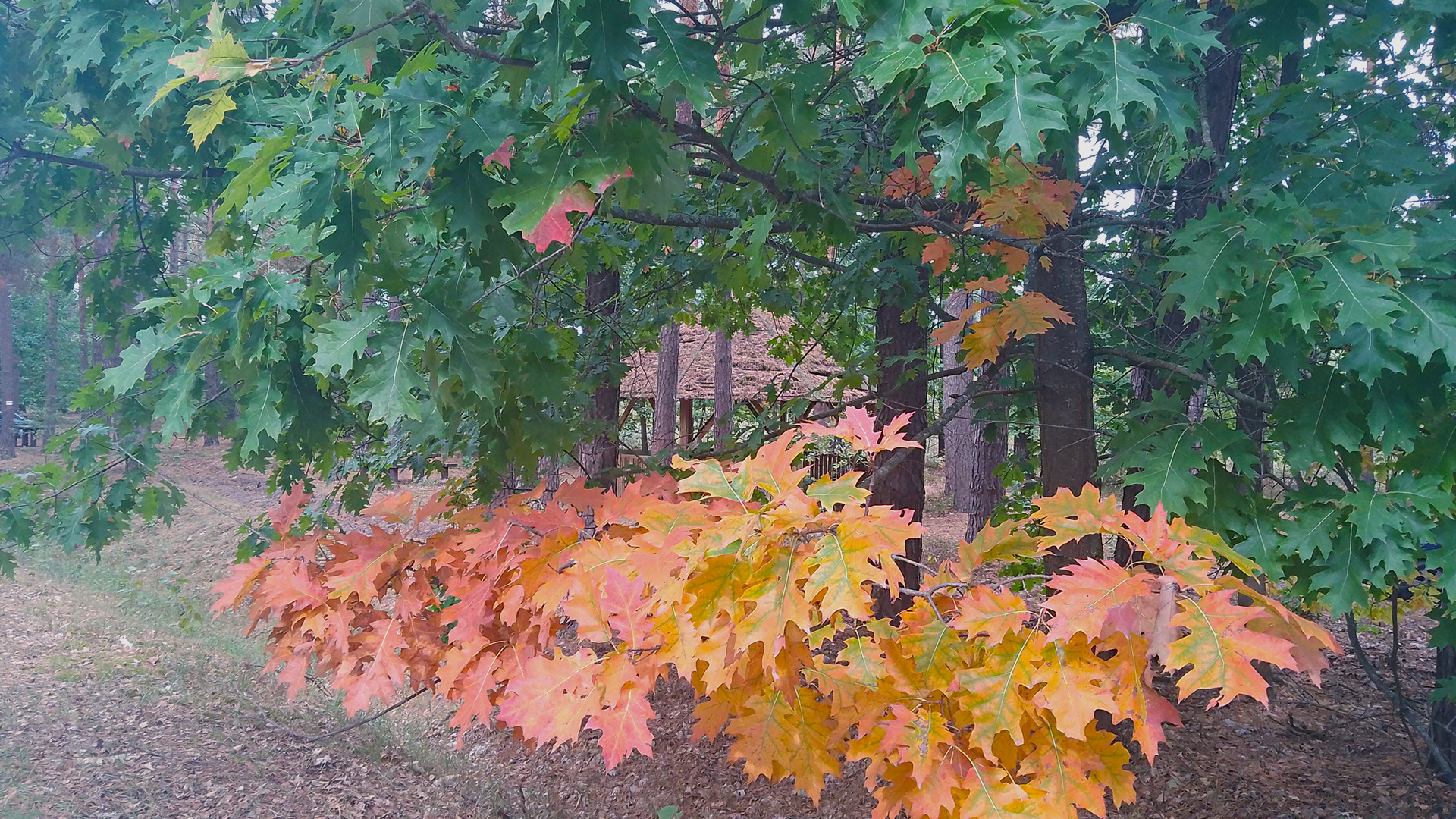 Sobiborski Park Narodowy